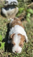 Missy, a female Cavapoo for sale in Clinton, MO – 9 of 10