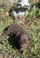 Coco, a male Cavapoo for sale in Clinton, MO – 4 of 7