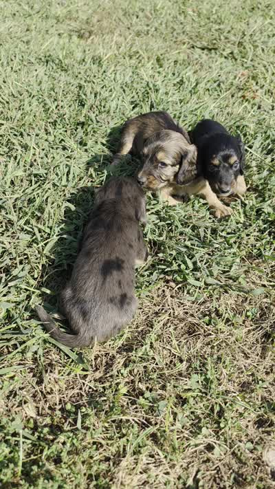 BT Long-haired, a male Miniature Dachshund for sale in Clinton, MO – 2 of 8