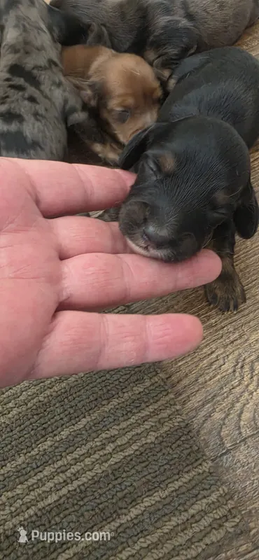 BT Long-haired  – Miniature Dachshund puppy for sale in Clinton, MO