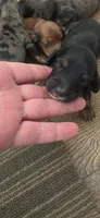 BT Long-haired , a male Miniature Dachshund for sale in Clinton, MO – 2 of 7