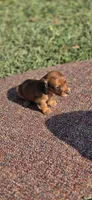 Summer Long-haired, a female Miniature Dachshund for sale in Clinton, MO – 9 of 9