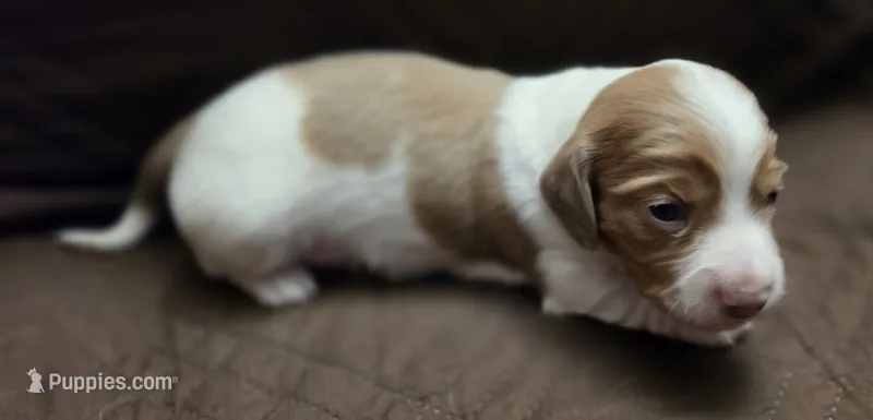 Brewery Long-haired  – Miniature Dachshund puppy for sale in Clinton, MO