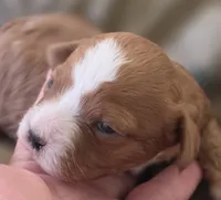Morgan, a female Cavapoo for sale in Clinton, MO – 3 of 10