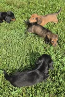 Sally Long-haired , a female Miniature Dachshund for sale in Clinton, MO – 2 of 9
