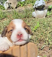 Missy, a female Cavapoo for sale in Clinton, MO – 2 of 10