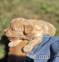 "CREAMER", a female Cavapoo for sale in Clinton, MO – 9 of 10