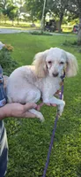 Betty, a female Cavapoo for sale in Clinton, MO – 4 of 6