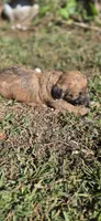 Cadie, a female Cavapoo for sale in Clinton, MO – 9 of 9