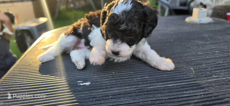 Betty, a female Cavapoo for sale in Clinton, MO – 1 of 6
