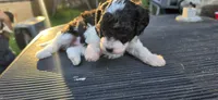 Betty, a female Cavapoo for sale in Clinton, MO – 1 of 6
