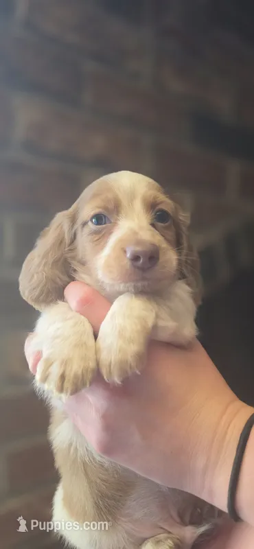 Logar Long-haired – Miniature Dachshund puppy for sale in Clinton, MO
