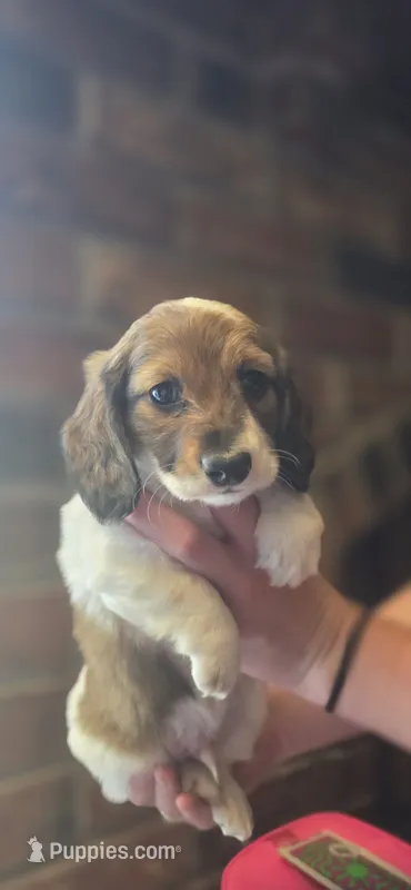 Draft Long-haired – Miniature Dachshund puppy for sale in Clinton, MO