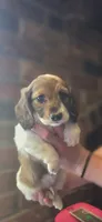 Draft Long-haired, a male Miniature Dachshund for sale in Clinton, MO – 1 of 10