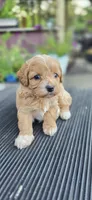 Shay, a female Cavapoo for sale in Clinton, MO – 8 of 10