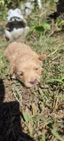 "CREAMER", a female Cavapoo for sale in Clinton, MO – 4 of 10
