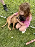 "OLLIE", a female Cane Corso and Labrador Retriever for sale in Clinton, MO – 1 of 10