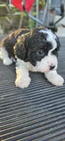 BELL, a female Cavapoo for sale in Clinton, MO – 9 of 9