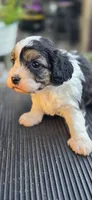 Louie, a male Cavapoo for sale in Clinton, MO – 2 of 10