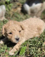 BLONDIE, a female Cavapoo for sale in Clinton, MO – 4 of 8