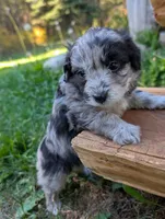 Stormy, a female Miniature Aussiedoodle for sale in Spirit Lake, ID – 7 of 7