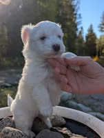 Snow, a male Miniature Aussiedoodle for sale in Spirit Lake, ID – 6 of 7