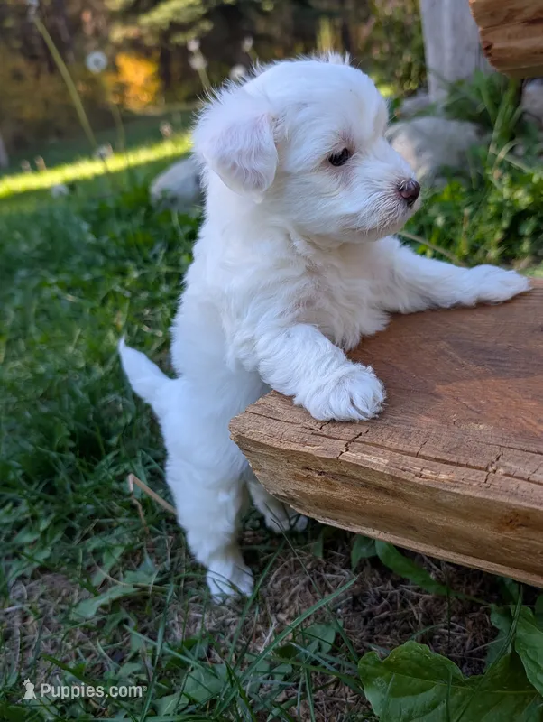 Snow – Miniature Aussiedoodle puppy for sale in Spirit Lake, ID