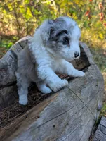 Thunder, a male Miniature Aussiedoodle for sale in Spirit Lake, ID – 4 of 8