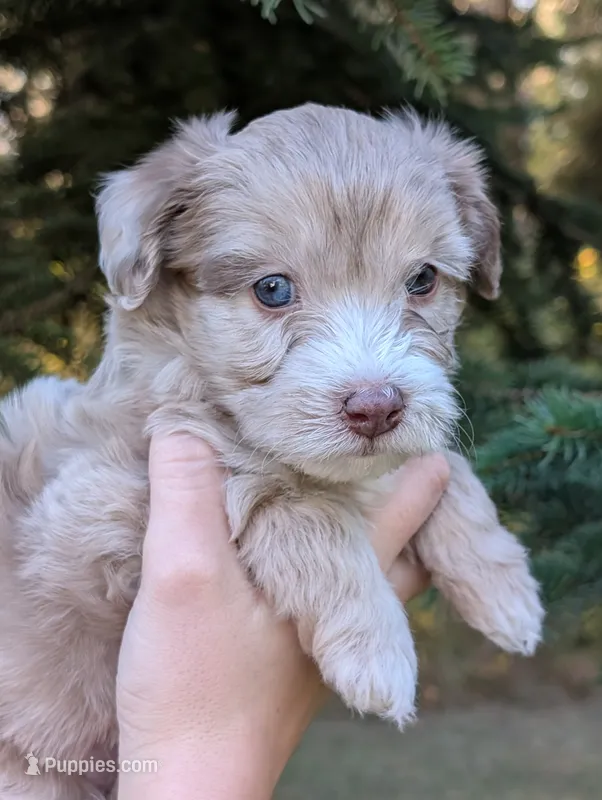 Tornado – Miniature Aussiedoodle puppy for sale in Spirit Lake, ID