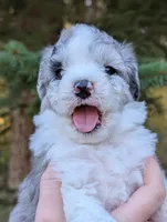 Thunder, a male Miniature Aussiedoodle for sale in Spirit Lake, ID – 6 of 8