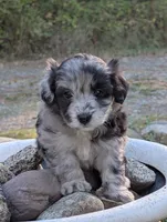 Stormy, a female Miniature Aussiedoodle for sale in Spirit Lake, ID – 4 of 7