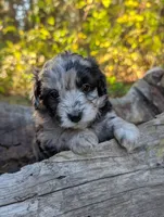 Stormy, a female Miniature Aussiedoodle for sale in Spirit Lake, ID – 5 of 7