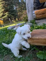 Snow, a male Miniature Aussiedoodle for sale in Spirit Lake, ID – 7 of 7