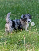 Stormy, a female Miniature Aussiedoodle for sale in Spirit Lake, ID – 3 of 7