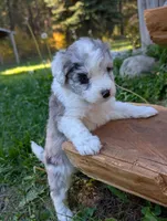 Thunder, a male Miniature Aussiedoodle for sale in Spirit Lake, ID – 3 of 8