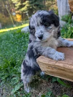 Stormy, a female Miniature Aussiedoodle for sale in Spirit Lake, ID – 2 of 7