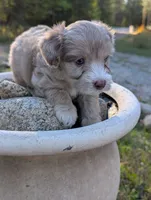 Tornado, a male Miniature Aussiedoodle for sale in Spirit Lake, ID – 4 of 5