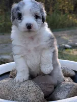 Thunder, a male Miniature Aussiedoodle for sale in Spirit Lake, ID – 7 of 8