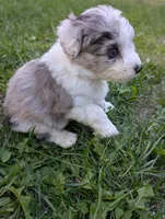 Thunder, a male Miniature Aussiedoodle for sale in Spirit Lake, ID – 8 of 8