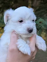 Snow, a male Miniature Aussiedoodle for sale in Spirit Lake, ID – 2 of 7