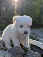 Snow, a male Miniature Aussiedoodle for sale in Spirit Lake, ID – 5 of 7