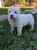 Snow, a male Miniature Aussiedoodle for sale in Spirit Lake, ID – 4 of 7