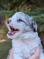 Thunder, a male Miniature Aussiedoodle for sale in Spirit Lake, ID – 2 of 8