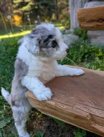 Thunder, a male Miniature Aussiedoodle for sale in Spirit Lake, ID – 5 of 8