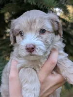 Tornado, a male Miniature Aussiedoodle for sale in Spirit Lake, ID – 2 of 5