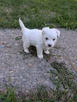 Snow, a male Miniature Aussiedoodle for sale in Spirit Lake, ID – 3 of 7