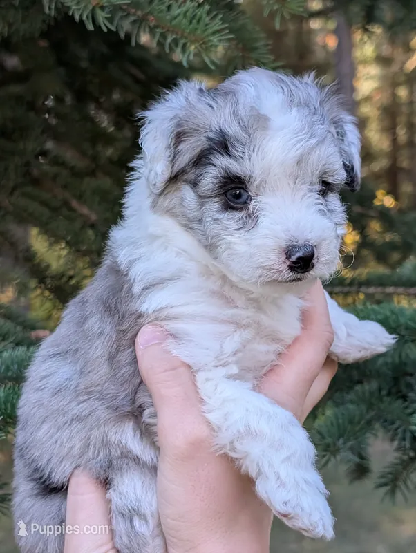 Thunder – Miniature Aussiedoodle puppy for sale in Spirit Lake, ID