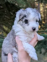 Thunder, a male Miniature Aussiedoodle for sale in Spirit Lake, ID – 1 of 8