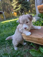 Tornado, a male Miniature Aussiedoodle for sale in Spirit Lake, ID – 5 of 5