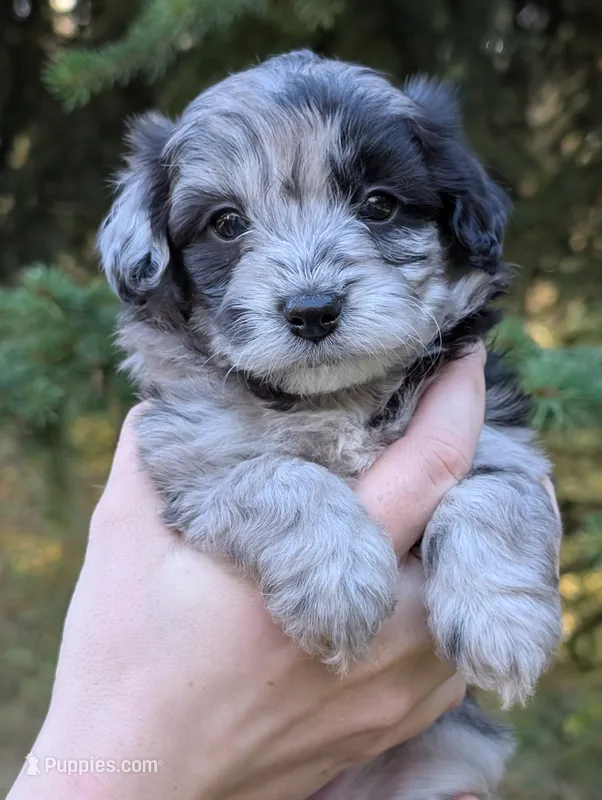 Stormy – Miniature Aussiedoodle puppy for sale in Spirit Lake, ID